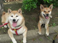 カメラ目線の柴犬とミックス犬