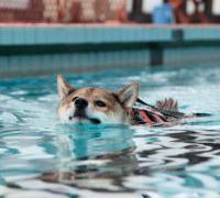 プールで泳いでいる柴犬