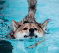 正面から見たプールで泳いでいる柴犬