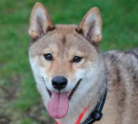 カメラ目線の柴犬