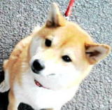 お座りしている柴犬のはなちゃん