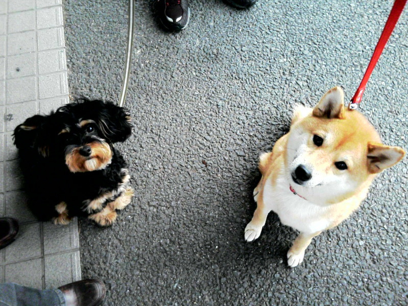 お座りしているミックス犬と柴犬