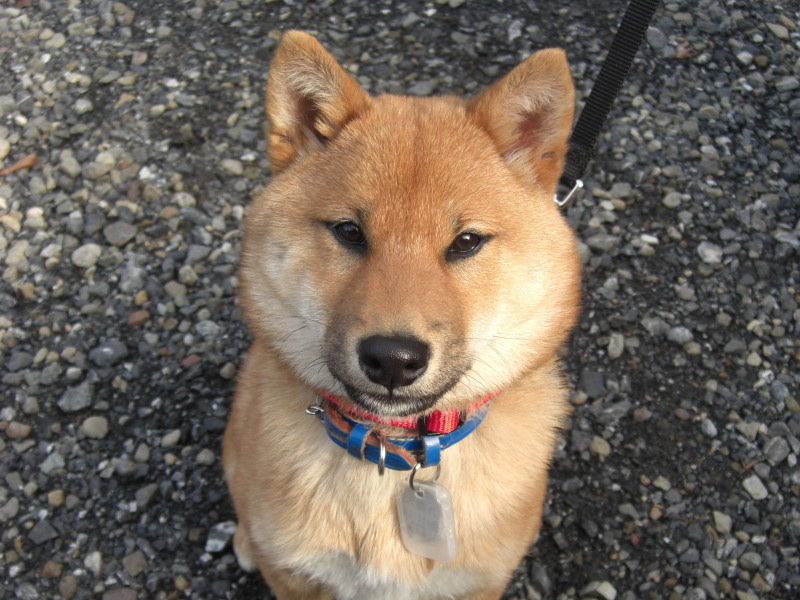 カメラ目線でお座りしている柴犬